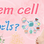 “Stem cell” เซลล์ตัวช่วยสำคัญในการซ่อมแซมร่างกาย