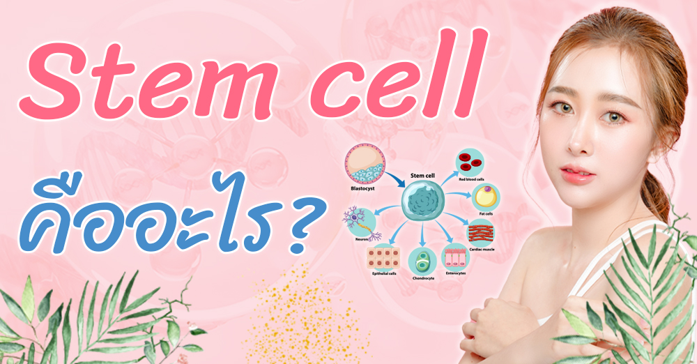 “Stem cell” เซลล์ตัวช่วยสำคัญในการซ่อมแซมร่างกาย